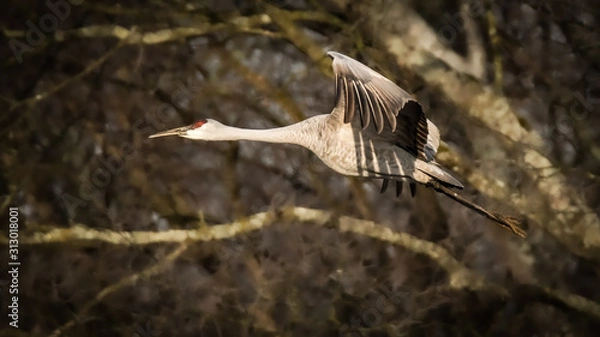 Obraz Crane in Flight