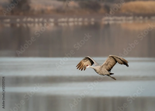 Obraz Bird Taking Off