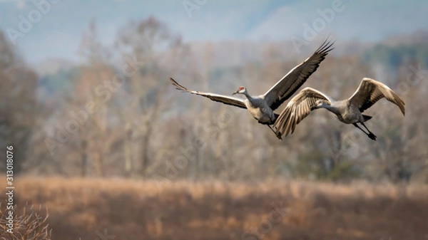 Obraz Crane Pair Flying