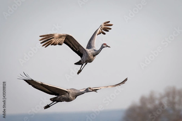 Obraz bird in flight