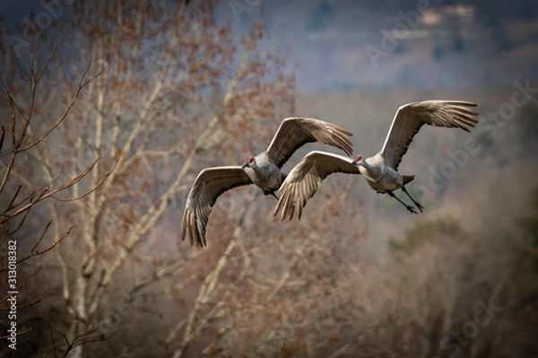 Obraz Synced in Flight