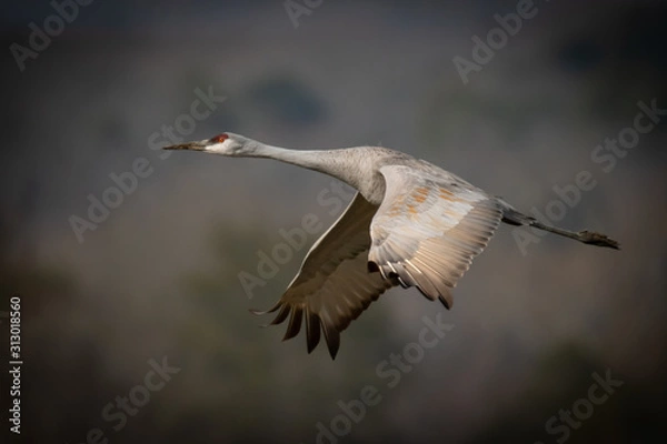 Obraz Crane in flight