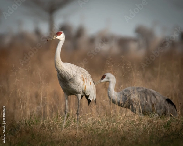 Obraz Sandhill Crane
