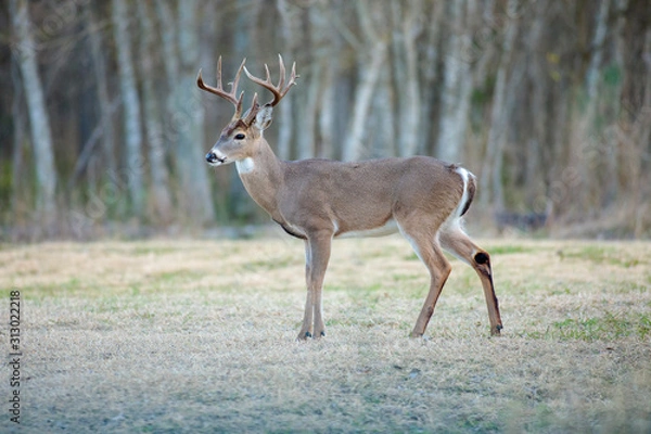 Obraz White-tailed deer in a Texas park in San Antonio