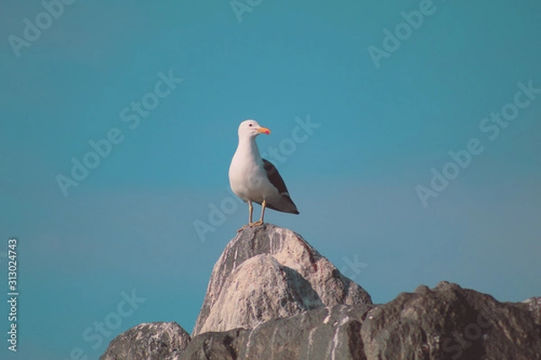 Obraz seagull on rock