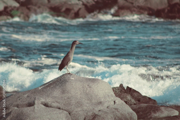 Fototapeta sea bird on a rock 