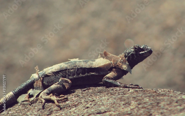 Fototapeta lizard on rock