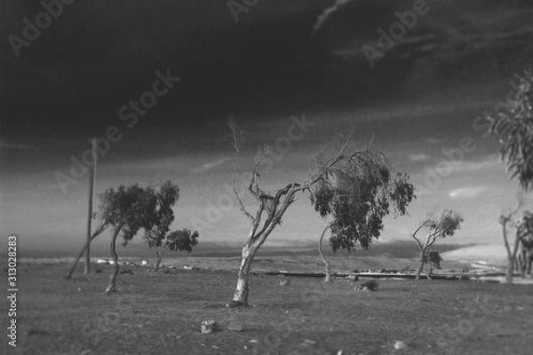 Obraz tree in the fog