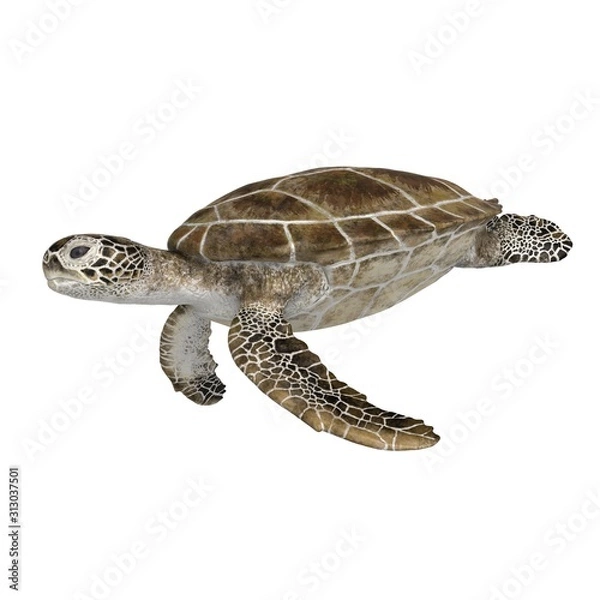 Fototapeta 3d rendered green sea turtle isolated on white background