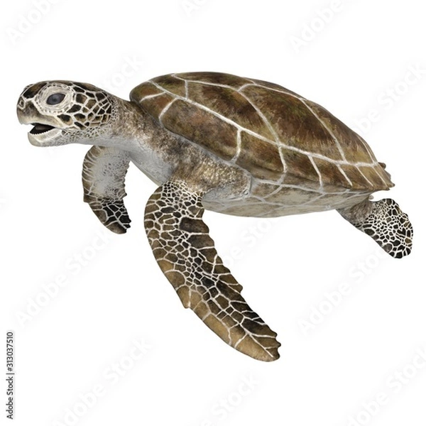 Fototapeta 3d rendered green sea turtle isolated on white background