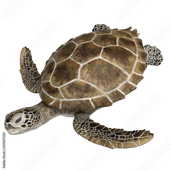 Fototapeta 3d rendered green sea turtle isolated on white background