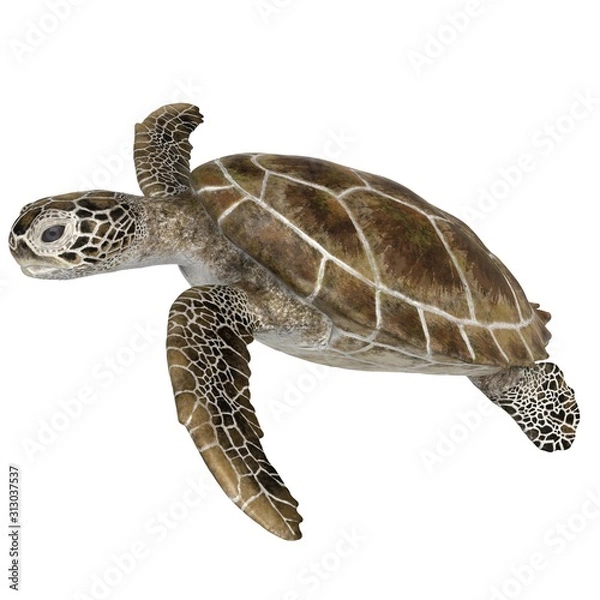 Fototapeta 3d rendered green sea turtle isolated on white background