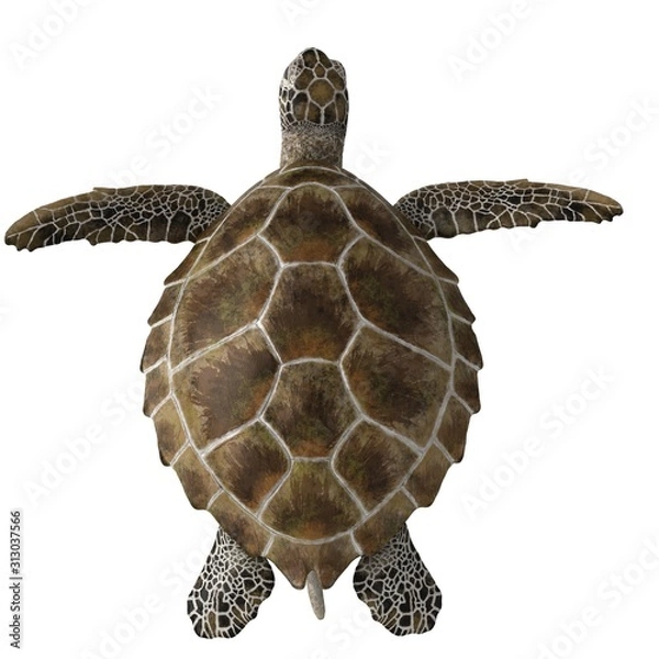 Fototapeta 3d rendered green sea turtle isolated on white background