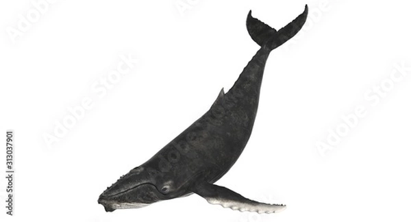 Fototapeta 3d rendered humpback whale isolated on white background