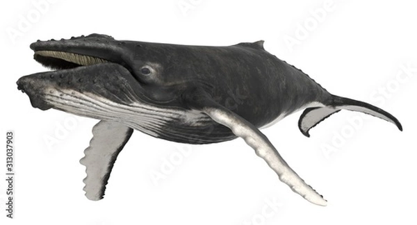 Fototapeta 3d rendered humpback whale isolated on white background