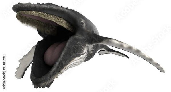 Fototapeta 3d rendered humpback whale isolated on white background