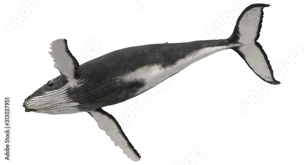 Fototapeta 3d rendered humpback whale isolated on white background