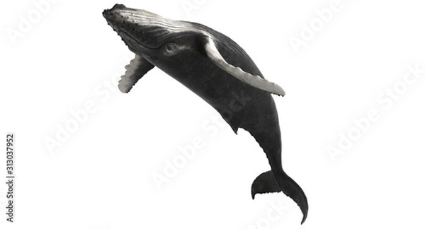 Fototapeta 3d rendered humpback whale isolated on white background
