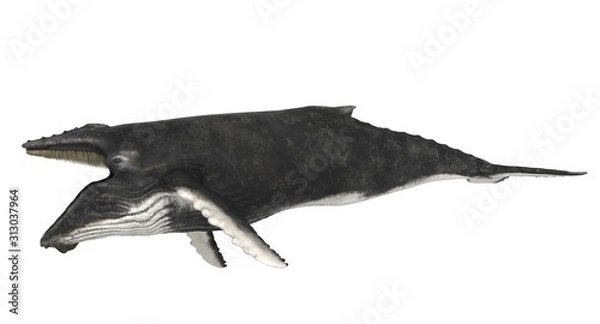 Fototapeta 3d rendered humpback whale isolated on white background