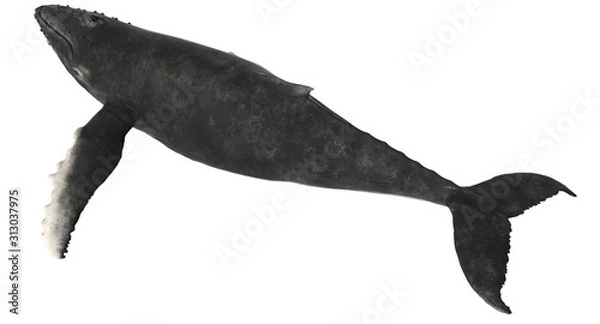 Fototapeta 3d rendered humpback whale isolated on white background