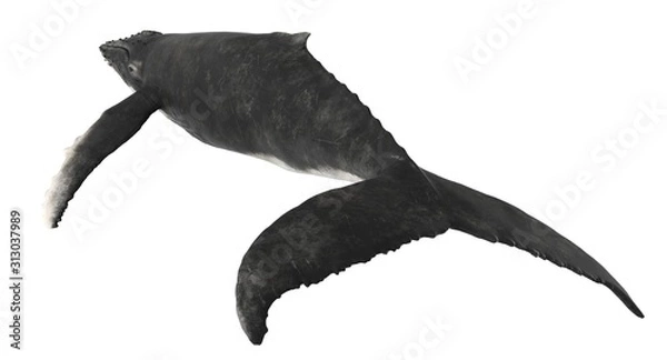 Fototapeta 3d rendered humpback whale isolated on white background