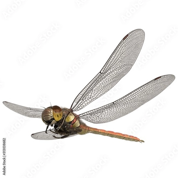 Obraz 3d rendered common darter dragonfly isolated on white background