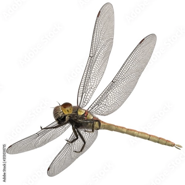 Obraz 3d rendered common darter dragonfly isolated on white background