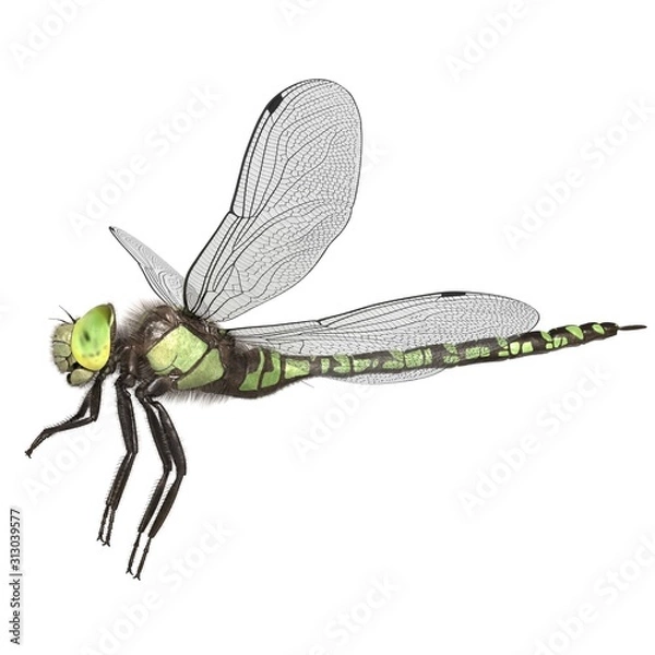 Fototapeta 3d rendered southern hawker dragonfly isolated on white background