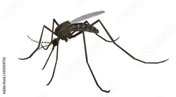 Fototapeta 3d rendered common house mosquito isolated on white background