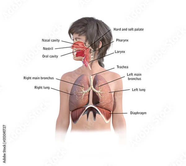Fototapeta 3d render respiratory system anatomy