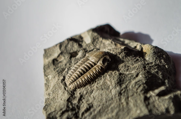 Fototapeta Fossil trilobite in a rock