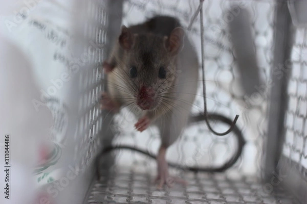 Fototapeta Rat moving in cage trap, Background of feel the fear, Feeling of blur background, 