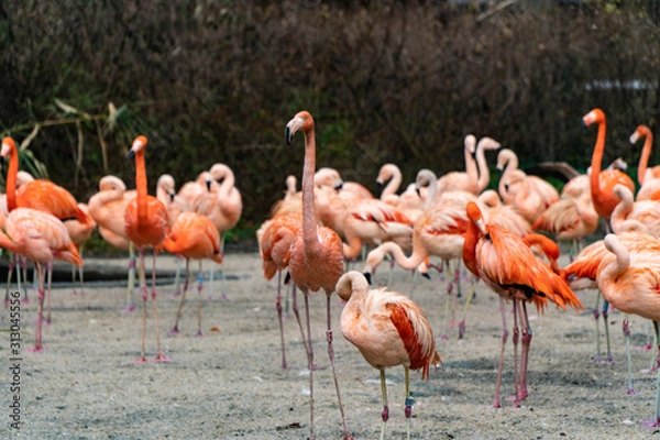 Fototapeta a group of flamingos in the zoo