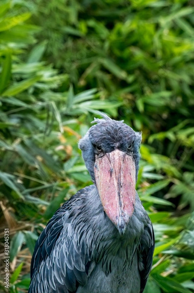 Fototapeta Shoebill