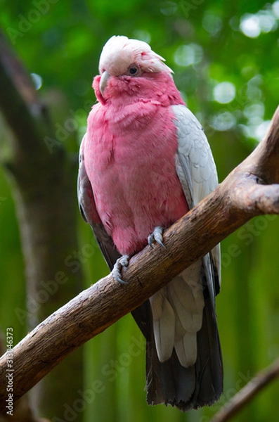 Fototapeta The galah(Eolophus roseicapilla), also known as the pink and grey, is one of the most common and widespread cockatoos, and it can be found in open country in almost all parts of mainland Australia.