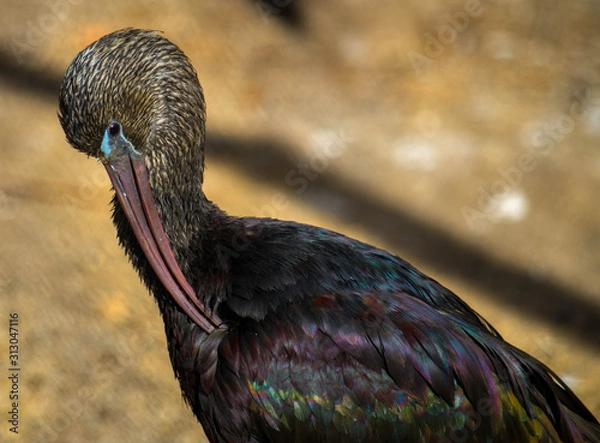 Fototapeta The Glossy Ibis (Plegadis falcinellus) is a wading bird in the ibis family Threskiornithidae