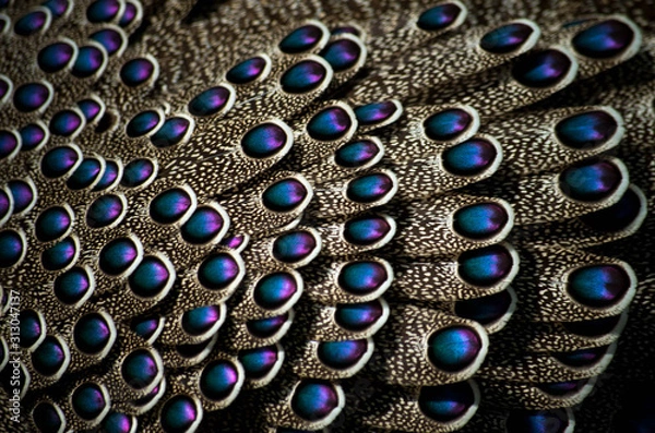 Fototapeta Grey peacock-pheasant (Polyplectron bicalcaratum) close-up detail of plumage, grey and blue pink feathers. Animal from Asia and national bird of Burma.