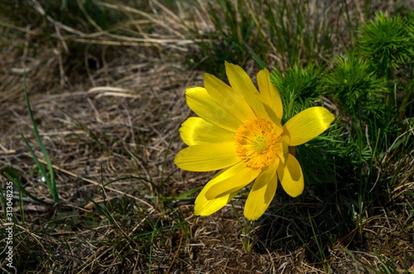 Obraz Adonis vernalis, known variously as pheasant's eye.