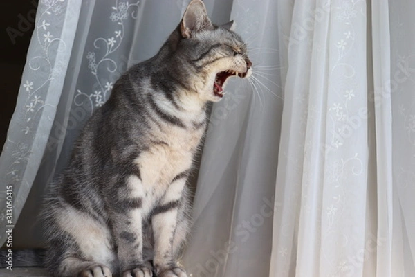 Obraz 叫ぶ猫アメリカンショートヘアー