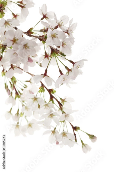 Obraz 白バックの染井吉野