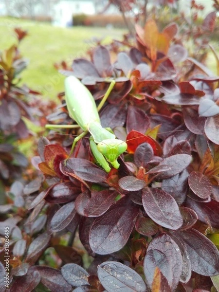 Fototapeta mantis on tree