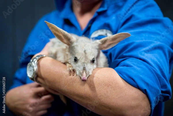 Obraz Australian Bilby 