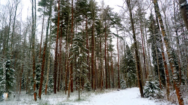 Obraz forest in winter
