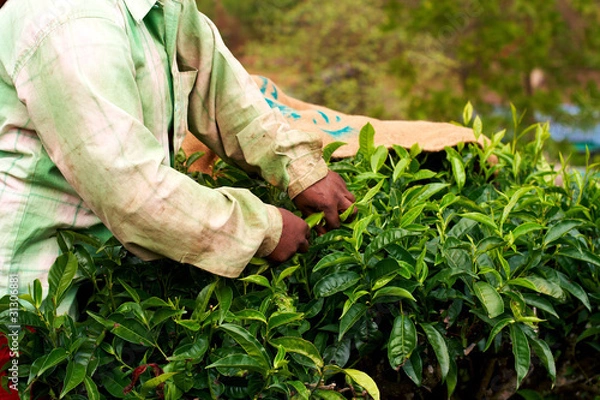 Obraz Tea plantation