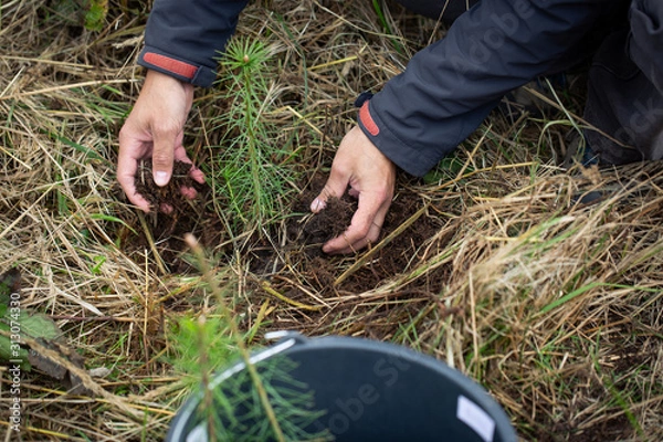 Obraz Man planting young tree for safe the planet