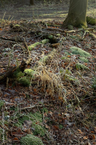 Fototapeta Forest. Echten Netherlands. Drenthe. Moss