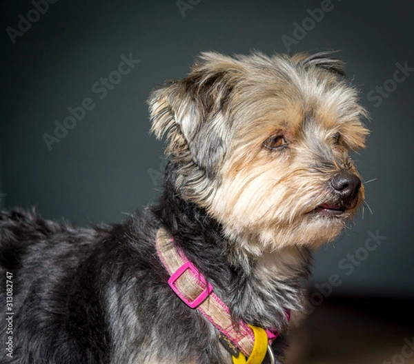 Fototapeta portrait of dog 
