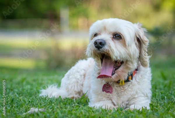 Obraz dog on green grass