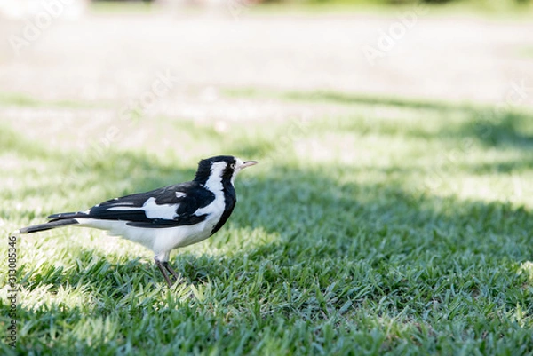 Fototapeta bird on grass