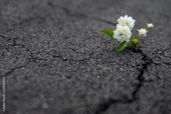 Obraz flower on asphalt